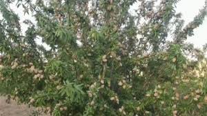 تصویر 3 از خرید ویژه بادام شاهرودی با پوست  + قیمت استثنایی
